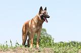 MALINOIS 700